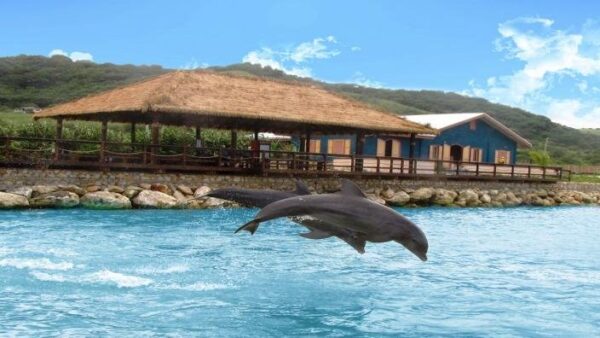 Dolphin Cove Montego Bay - Image 3