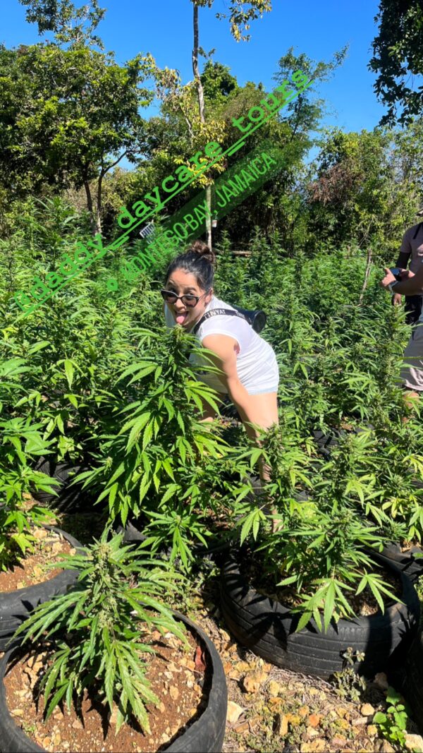 Weed Farm Tour Montego Bay